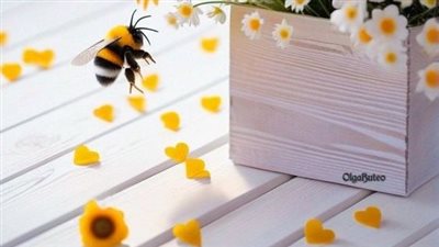 قطة تتحدى الفهد بقلم هاله الحسيني