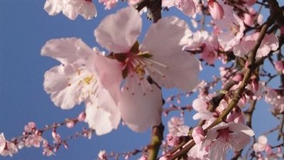 رواية مواسم الفرح للكاتبة امل نصر بنت الجنوب