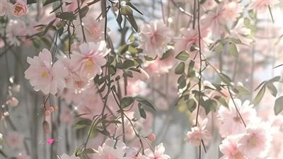 رواية انا لها شمس الفصل الثالث والاربعون 43