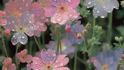 رواية ملاذي وقسۏتي ( كاملة حتي الفصل الاخير) بقلم 