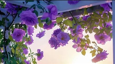 رواية للعشق قيود (كاملة حتي الفصل الاخير)بقلم بسملة بدوى