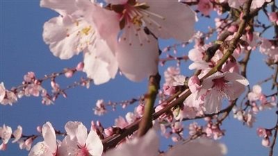 عشق اقتحم حياتي( من الفصل الاول - الفصل السابع ) بقلم اسراء ابراهيم