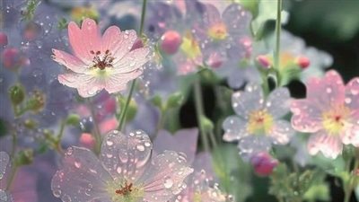 رواية صعيدي خطڤ قلبي (الفصل الأول _ الفصل العاشر) بقلم جنار سلطان