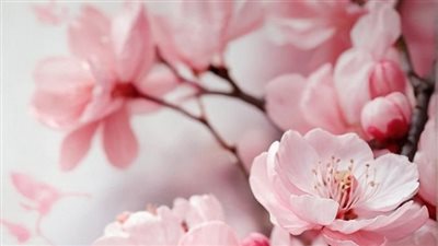 رواية بدر وغرام (كاملة من الفصل الاول _ الفصل الاخير ) بقلم زهرة الربيع
