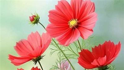 رواية هوس من اول نظرة 