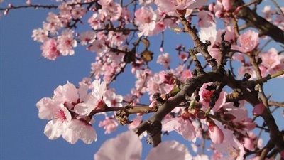 رواية شروق شمس(كاملة من الاول حتى نهاية الفصل الاخير) بقلم أمل حماده