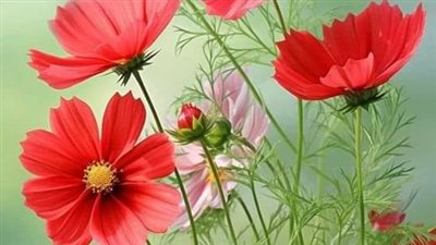 احببت زين الصعيد بقلم فرح(كامله إلى نهاية الفصل الأخير)