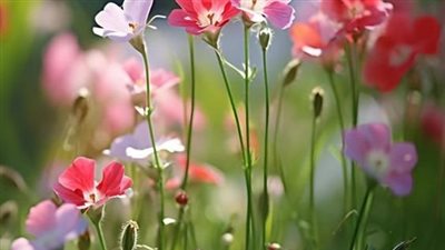 رواية نيران الحب كاملة بقلم دعاء احمد