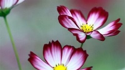 رواية مرارة العشق بقلم دنيا دندن(كامله)