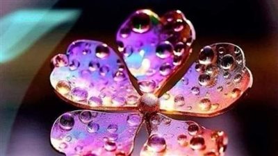 ملاك الأسد بقلم اسراء الزغبي