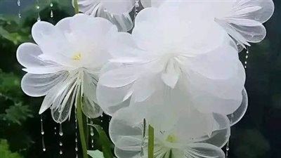 بائعه السعاده ميفو السلطان