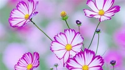 رواية غرام نمر الصعيد الفصل 25